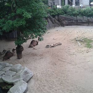 Dromedary enclosure