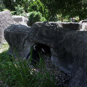 Jackass penguin (Spheniscus demersus), 24th July 2014