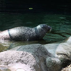 Harbor seal (Phoca vitulina vitulina), 24th July 2014