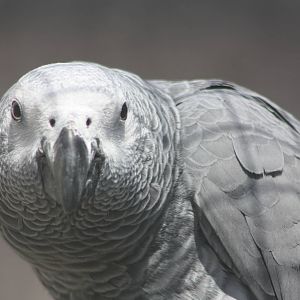African Grey Parrot, 24th July 2014