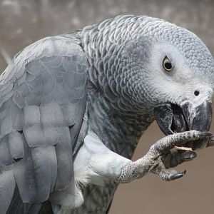 African Grey Parrot, 24th July 2014