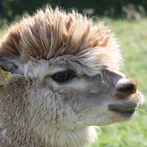 Not a Napoleon Weaver on loan from Sewerby, 24th July 2014