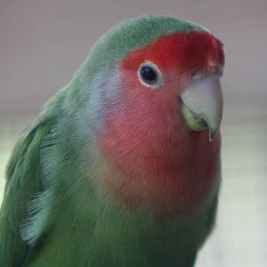 Peach-faced Lovebird, 24th July 2014