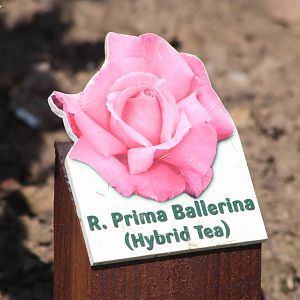 Rose signage, 24th July 2014