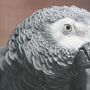 African Grey Parrot, 24th July 2014