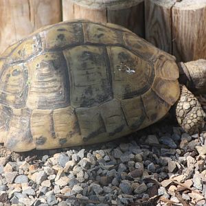 An addition to the African Parrots Aviary