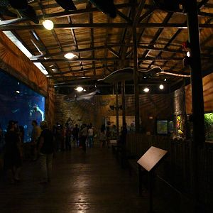 River Safari After Dark