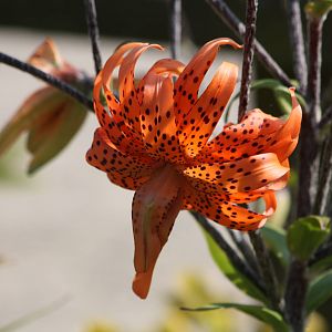 I am still no horticulturalist, 24th July 2014