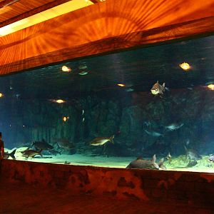 River Safari After Dark