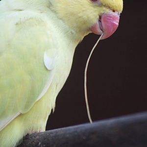 Indian Ring-necked Parakeet, 24th July 2014