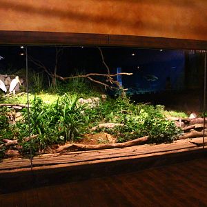 River Safari After Dark