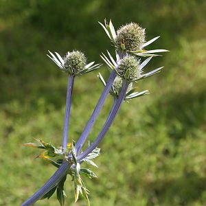 I am still no horticulturalist again, 24th July 2014