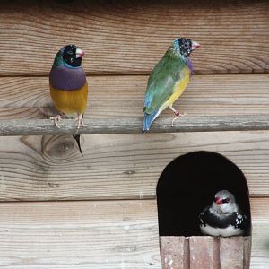 Gouldian Finches and Diamond Firetail, 24th July 2014