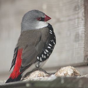 Diamond Firetail, 24th July 2014