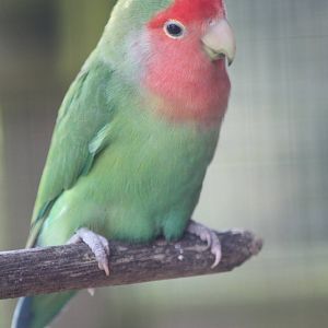 Peach-faced Lovebird, 24th July 2014