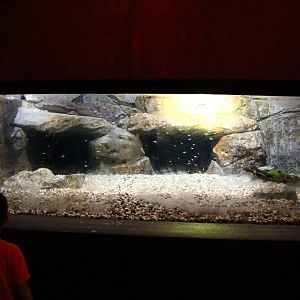 River Safari After Dark