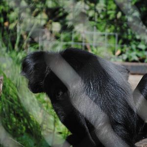 Colombian Spider Monkey