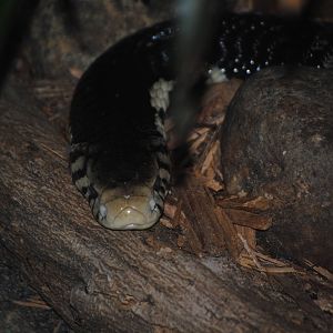Forest Cobra
