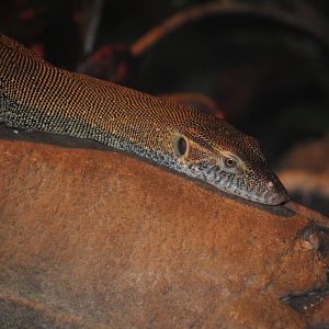 Merten's Water Monitor