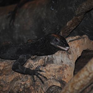 Black Tree Monitor