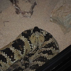Northern Black-Tailed Rattlesnake