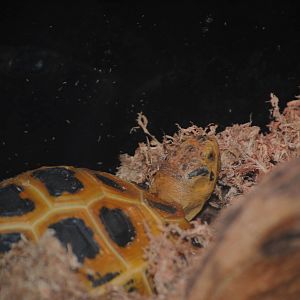 Forsten's Tortoise