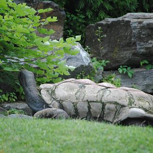 Aldabra Giant Tortoise