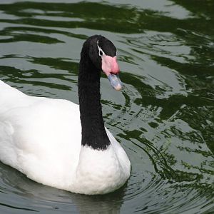 Black-Necked Swan