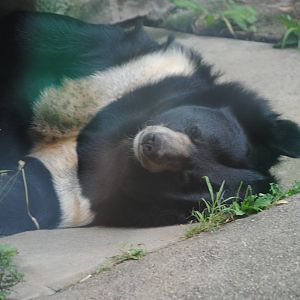 Tibetan Black Bear