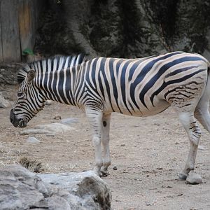Burchell's Zebra