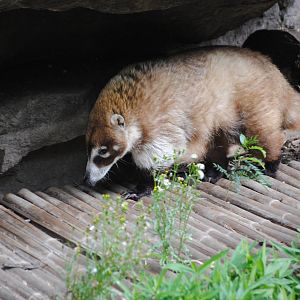 White-Nosed Coati