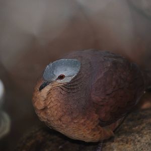 Chiriqui Quail-Dove