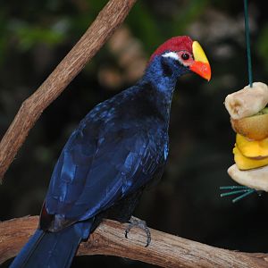 Violaceous Turaco
