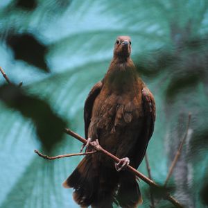 White-Throated Ground Dove
