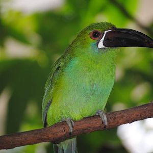 Crimson-Rumped Toucanet