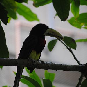 Ivory-Billed Aracari