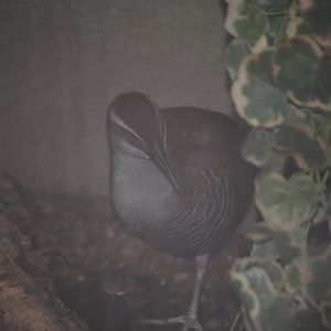Guam Rail