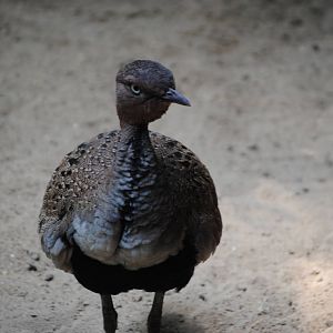 Buff-Crested Bustard