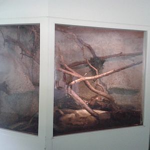 Enclosure Yellow anaconda