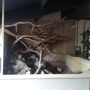 Enclosure Green iguana