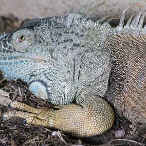 Green iguana