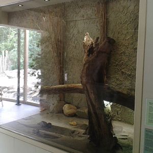 Enclosure Australian lizards
