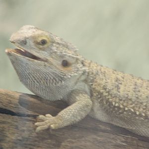 Bearded dragon