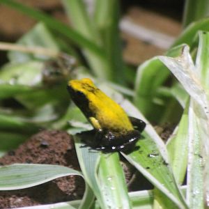 Dart frog