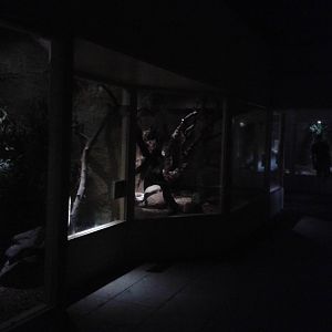 Nocturnal part of Naturama
