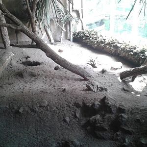 Armadillo enclosure