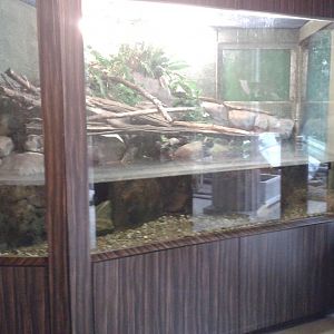 Enclosure Chinese crocodile lizard