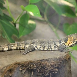 Chinese crocodile lizard