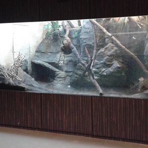 Asian reptile enclosure