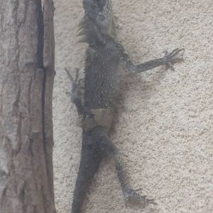 Prickle nape agama